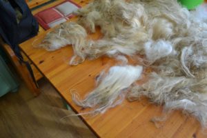 Sortering av ull - Sorting wool