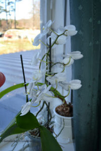 orkide2